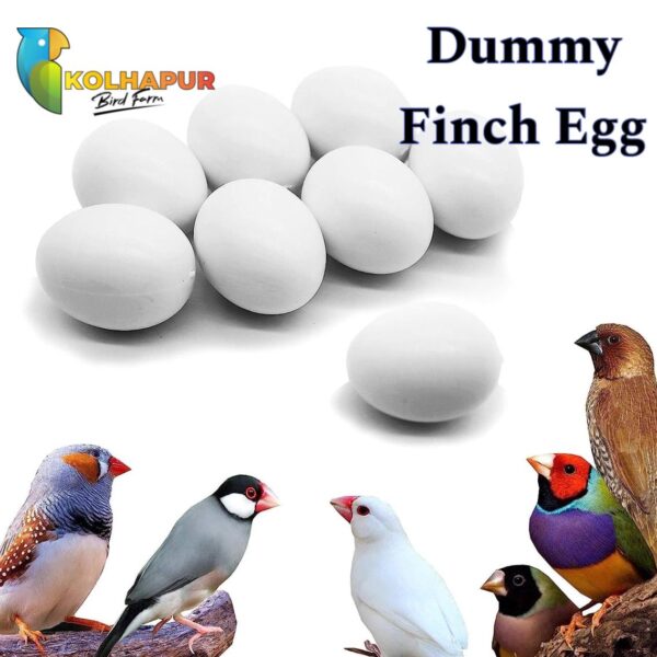 Finches Dummy Eggs