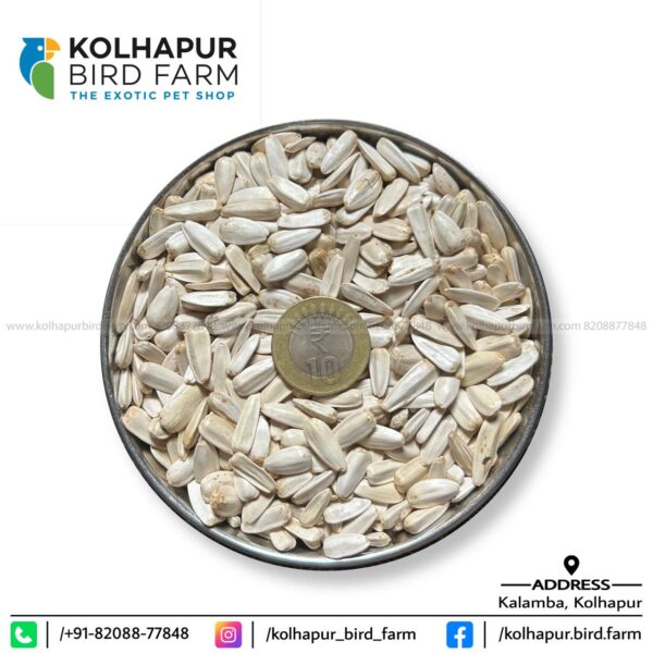 Big Size White Sunflower Seeds
